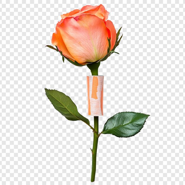 Rosa de melocotón con dinero envuelto alrededor del tallo