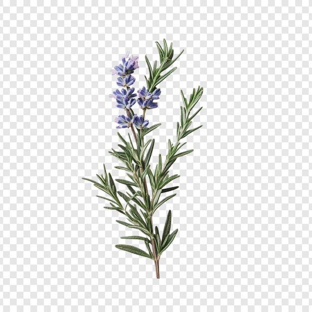 Rosemary y Lavender Sprig Un fragante ramo de la esencia de la naturaleza capturado con exquisitos detalles La imagen muestra los vibrantes tonos púrpuras de la lavanda contra el rico verde del romero