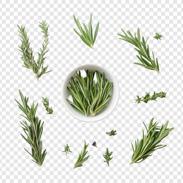 Rosemary Sprigs Una colección de hierbas culinarias
