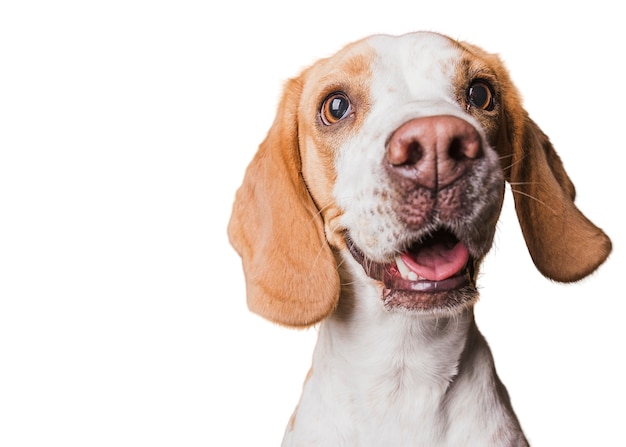 Scena con cane marrone e bianco
