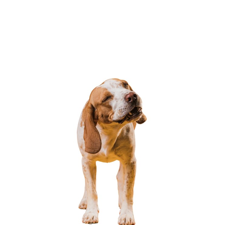 PSD gratuito scena con un adorabile cane marrone e bianco