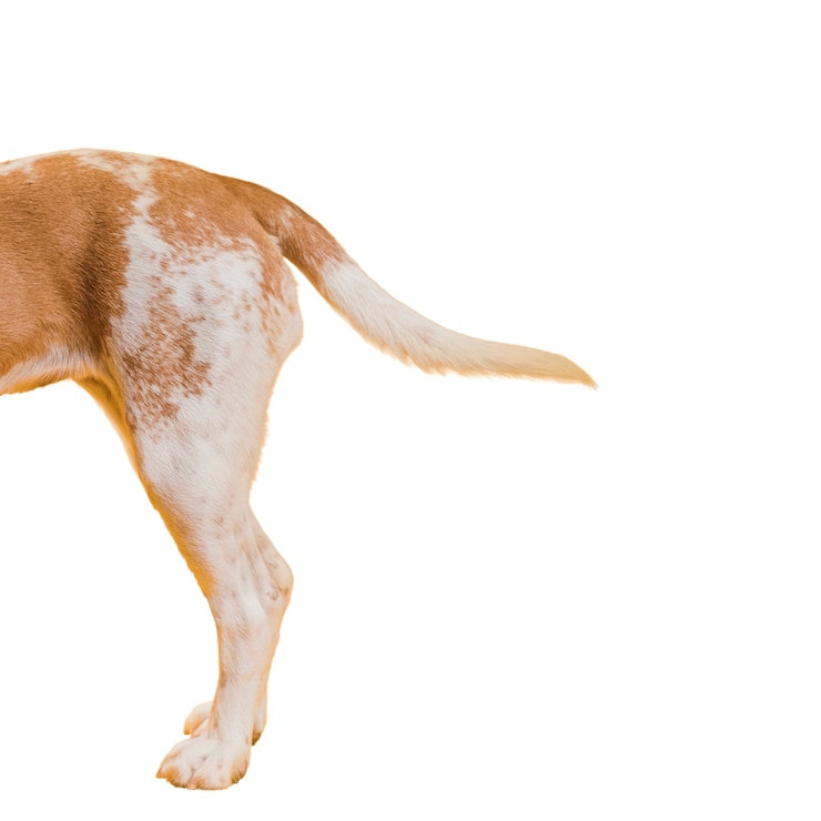 PSD gratuito scena con un cane marrone e bianco