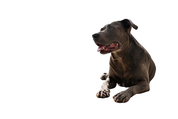 Schattige hond geïsoleerd