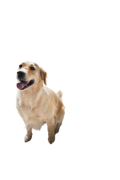 Gratis PSD schattige hond geïsoleerd