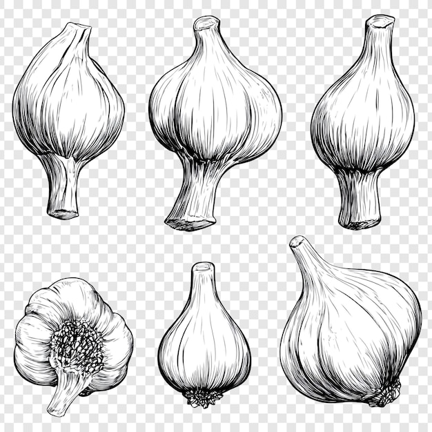 Seis dibujos detallados con tinta de bulbos de ajo