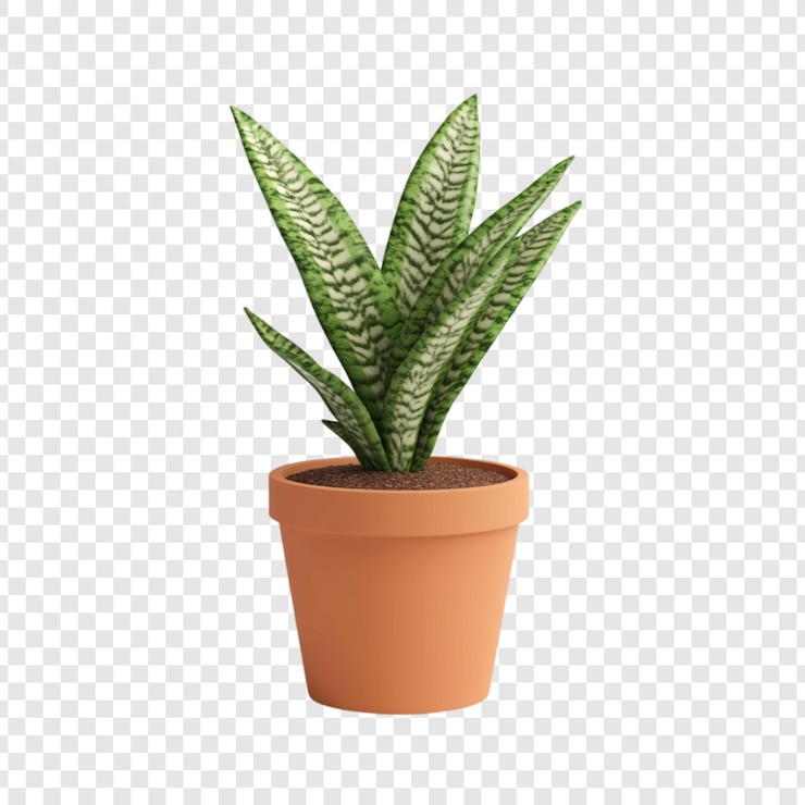 PSD Gratis serene sansevieria in a terracotta pot a symbol of peace and tranquility