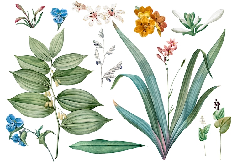 Gratis PSD set van bloemen en plantenillustraties