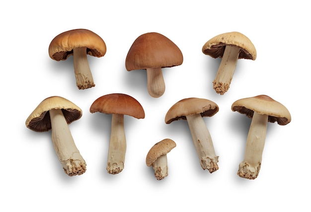 setas aisladas