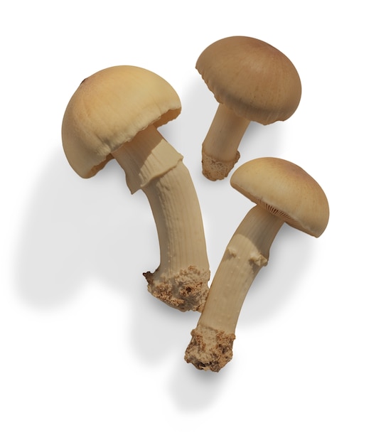 setas aisladas