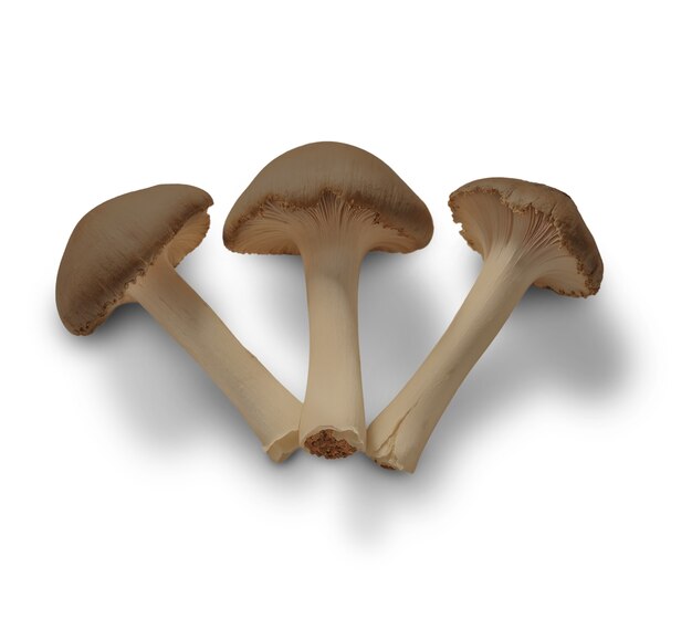 setas aisladas
