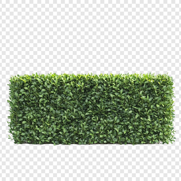 El seto verde exuberante es una pared natural rectangular de follaje