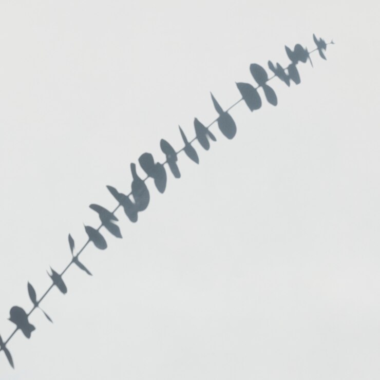 PSD Gratis shadow of eucalyptus on a white wall