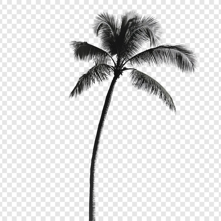 Gratis PSD silhouet van een enkele palmboom