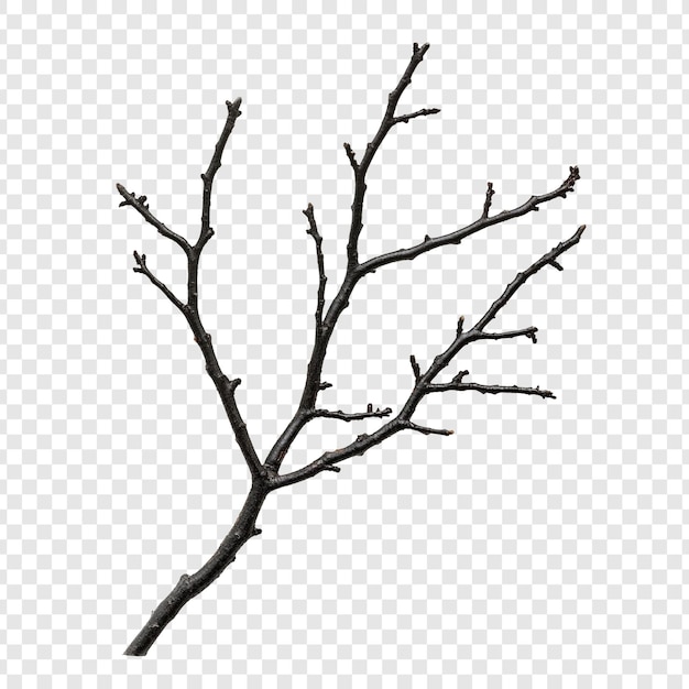 Silhouette di un ramo nudo Uno studio sull'eleganza invernale