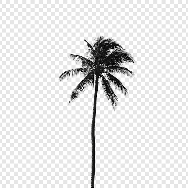 Silueta de una palmera sobre un fondo transparente