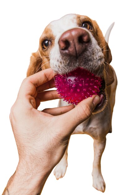 Simpatica scena di cane marrone e bianco