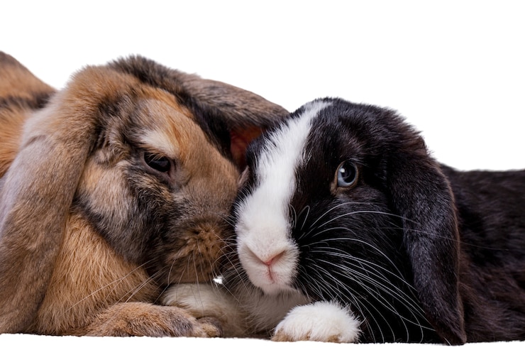 PSD gratuito simpatici coniglietti ritratto dell'animale domestico