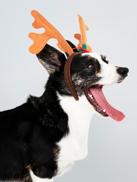 Sleepy Cardigan Welsh Corgi perro con cuernos