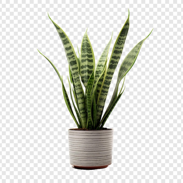 Gratis PSD snake plant sansevieria trifasciata png geïsoleerd op transparante achtergrond