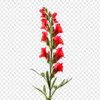 Gratis PSD snapdragon bloem png geïsoleerd op transparante achtergrond