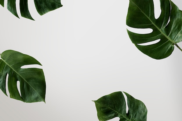 Sombra de hojas de palmera en una pared