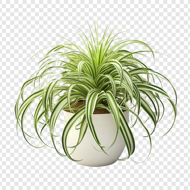 Gratis PSD spinnenplant chlorophytum comosum bloem png geïsoleerd op transparante achtergrond