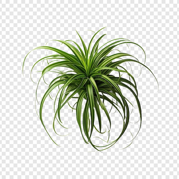 Gratis PSD spinnenplant chlorophytum comosum bloem png geïsoleerd op transparante achtergrond