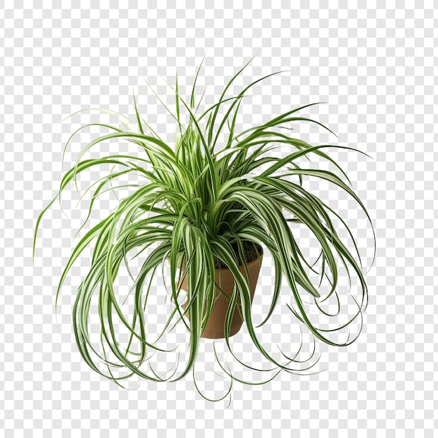 Gratis PSD spinnenplant chlorophytum comosum bloem png geïsoleerd op transparante achtergrond