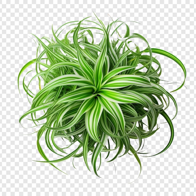 Gratis PSD spinnenplant chlorophytum comosum bloem png geïsoleerd op transparante achtergrond