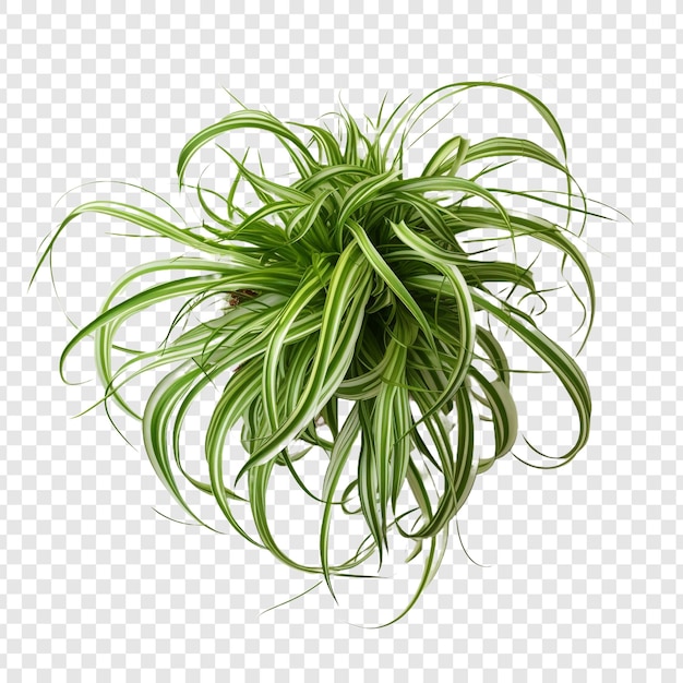 Gratis PSD spinnenplant chlorophytum comosum bloem png geïsoleerd op transparante achtergrond