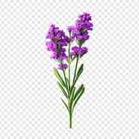 Gratis PSD statische bloem png geïsoleerd op transparante achtergrond