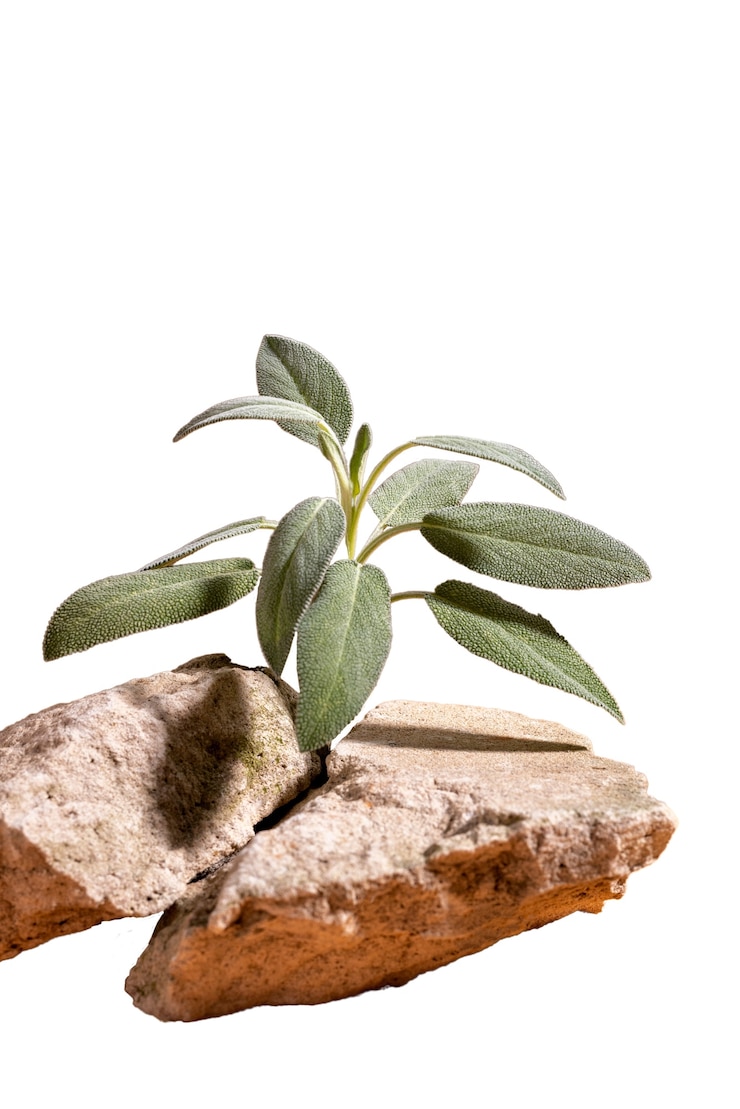 PSD Gratis still life dari tata letak herbalis