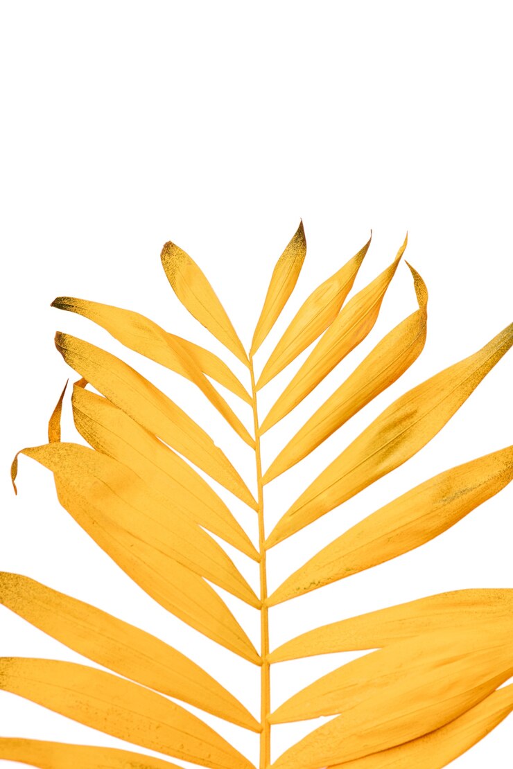 PSD Gratis still life of  colorful leaves isolated