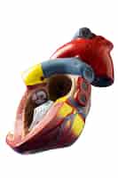 Gratis PSD stille leven van anatomisch hart