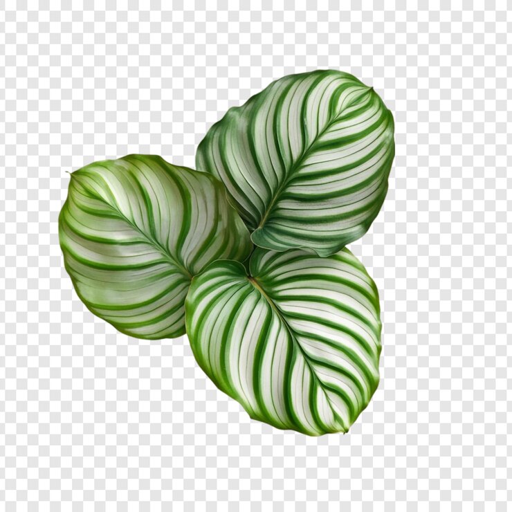 PSD Gratis striking calathea ornata three lush leaves