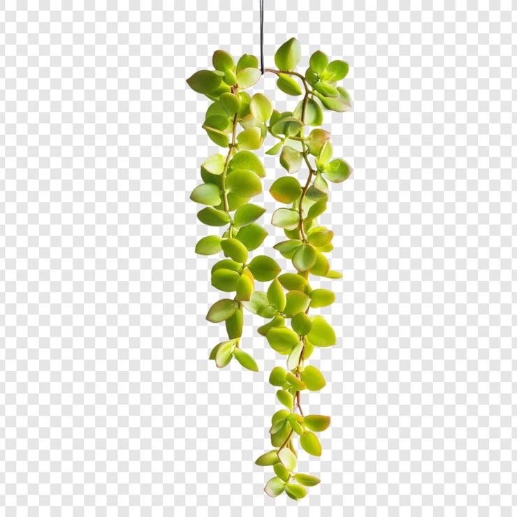 PSD Gratis string of pearls hanging plant lush green foliage