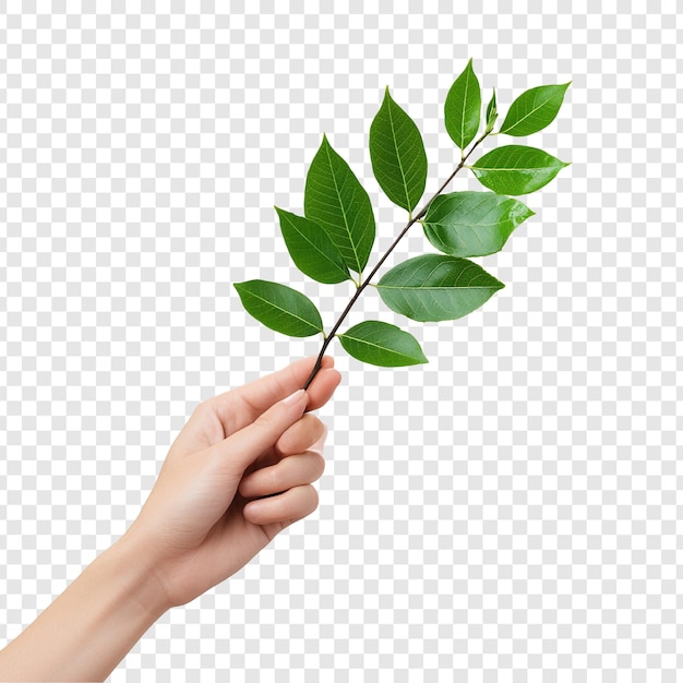 Tenere per mano un ramoscello verde rigoglioso fogliame fresco primaverile natura abbracciare