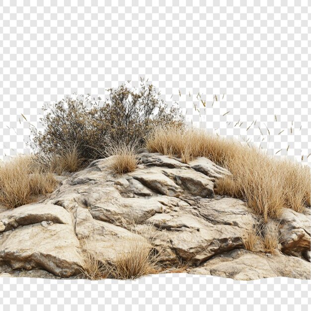 Terreno rocoso con vegetación seca