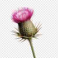 Gratis PSD thistle bloem png geïsoleerd op transparante achtergrond