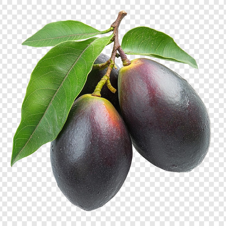 PSD gratuito tre deliziosi avocado sul ramo