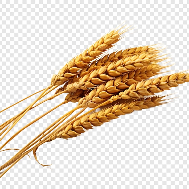 PSD gratuito trigo aislado sobre un fondo transparente