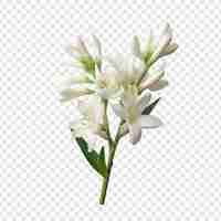 Gratis PSD tuberose bloem png geïsoleerd op transparante achtergrond