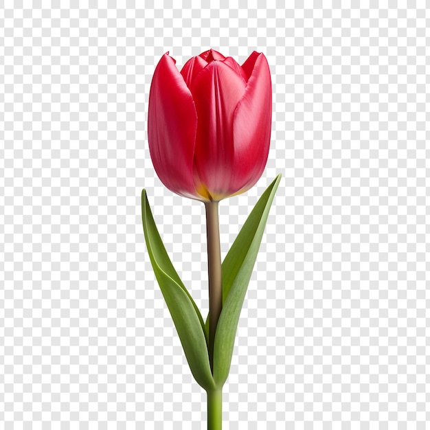 Gratis PSD tulpenbloem png geïsoleerd op transparante achtergrond