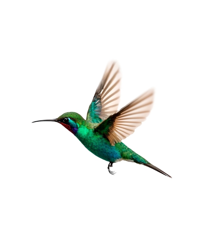 PSD gratuito uccello colibrì isolato