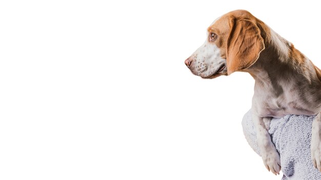 Uitzicht op een schattige bruine en witte hond