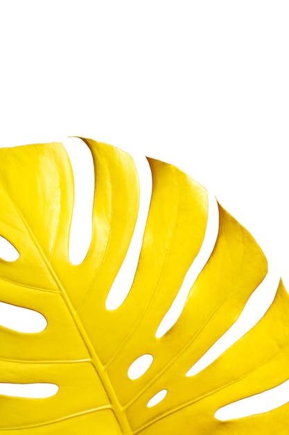 Uitzicht op prachtig veelkleurig blad