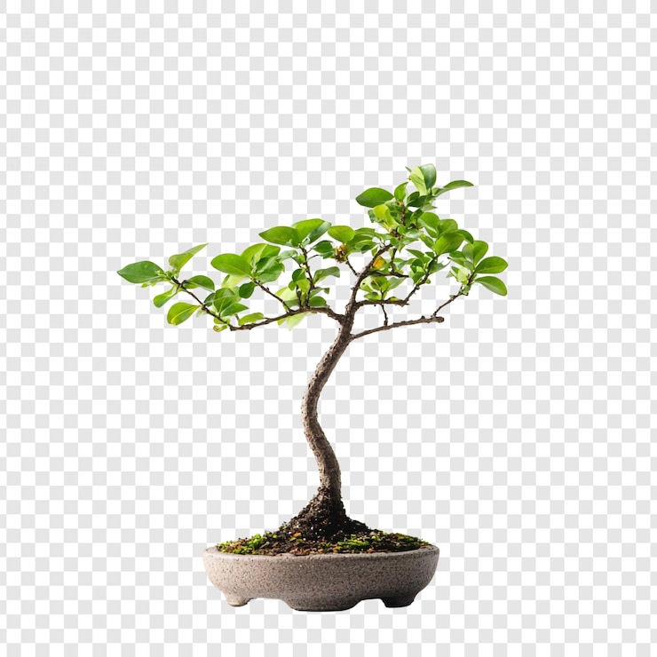 PSD gratuito un bonsai sereno in un vaso paesaggio in miniatura di tranquillità