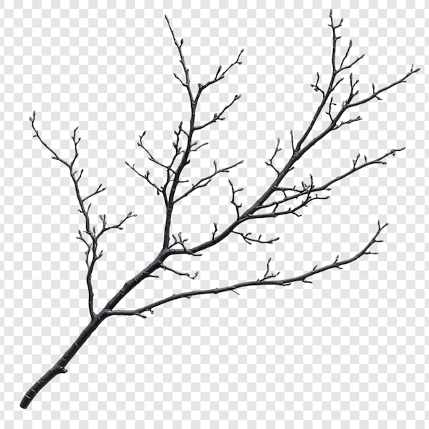 Un ramo nudo isolato su uno sfondo bianco Un primo piano dettagliato di un ramo d'albero d'inverno