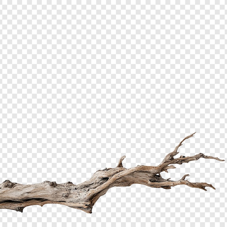 PSD gratuito un sorprendente pezzo di legno alla deriva, una scultura naturale ispiratrice