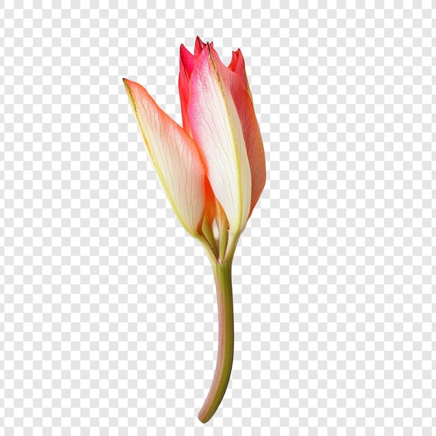 Una foto da vicino di un delicato germoglio di fiore rosa